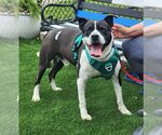 Small #2 American Staffordshire Terrier Mix