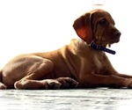 Small #1 Vizsla