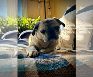 Rocky - Male Pug Dog for Adoption - Photo #2