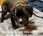 Puppy 6 Boxer