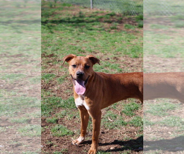 Medium Photo #1 Boxer-Unknown Mix Puppy For Sale in Martinsburg, WV, USA