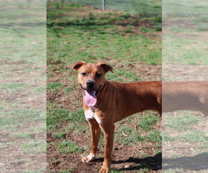 Boxer-Unknown Mix Dogs for adoption in Martinsburg, WV, USA