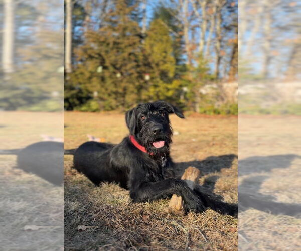Medium Photo #26 GIANT SCHNAUZER -German Shorthaired Pointer Mix Puppy For Sale in Oak Bluffs, MA, USA