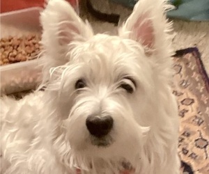 Father of the West Highland White Terrier puppies born on 05/10/2025