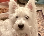 Small Photo #1 West Highland White Terrier Puppy For Sale in STEAMBOAT SPRINGS, CO, USA