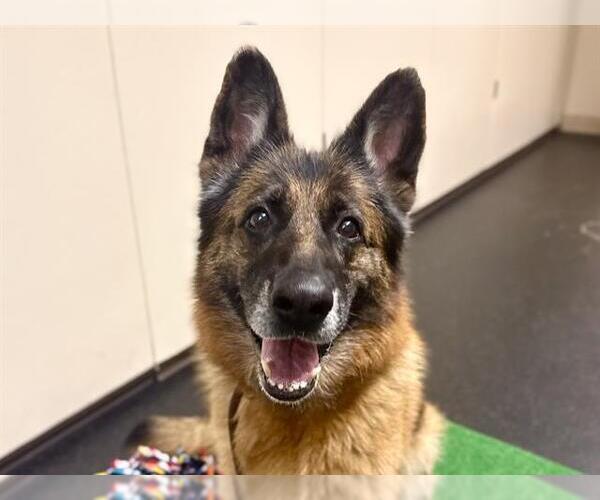 Medium Photo #2 German Shepherd Dog Puppy For Sale in Pasadena, CA, USA