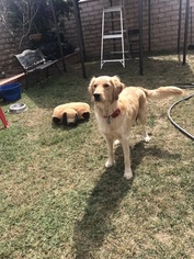 Mother of the Golden Retriever puppies born on 12/09/2018