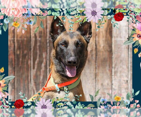 Medium Photo #7 Mutt Puppy For Sale in Ojai, CA, USA