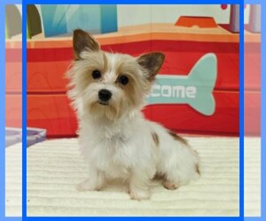 Morkie Dog for Adoption in TAYLOR, Texas USA
