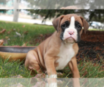 Small Photo #2 Boxer Puppy For Sale in SHIPSHEWANA, IN, USA