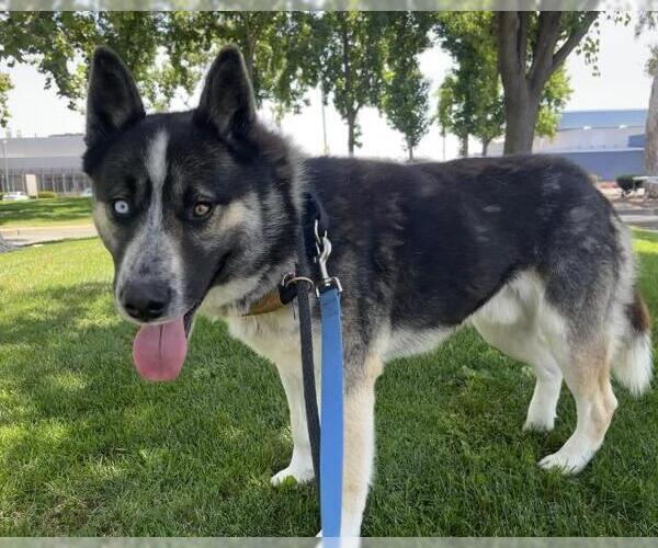 Medium Photo #1 Siberian Husky-Unknown Mix Puppy For Sale in Martinez, CA, USA