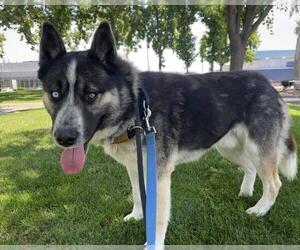 Siberian Husky-Unknown Mix Dogs for adoption in Martinez, CA, USA