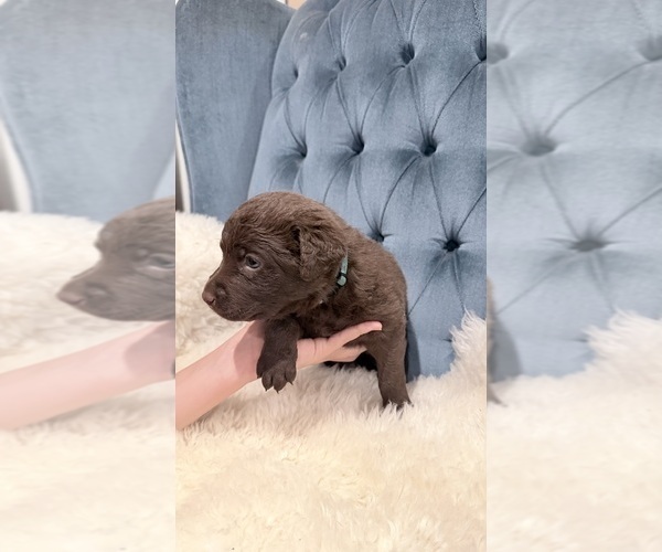 Medium Photo #5 Chesapeake Bay Retriever Puppy For Sale in GREELEY, CO, USA