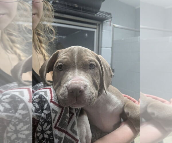 Medium Photo #1 Mutt Puppy For Sale in Muskegon, MI, USA