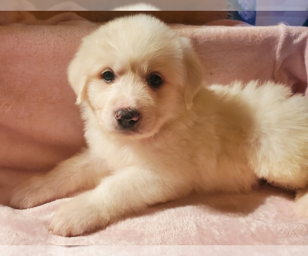 Medium Photo #1 Great Pyrenees Puppy For Sale in LE RAYSVILLE, PA, USA