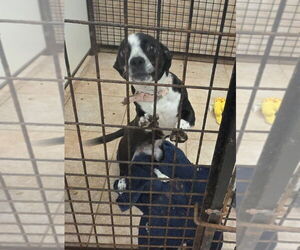 Chiweenie Dogs for adoption in Osgood, IN, USA