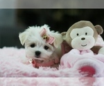 Small #3 Maltese