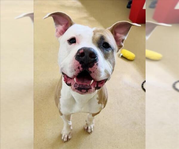 Medium Photo #1 American Pit Bull Terrier Puppy For Sale in Derwood, MD, USA