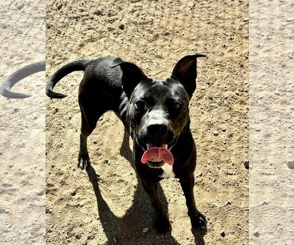 Medium Photo #1 American Pit Bull Terrier-Labrador Retriever Mix Puppy For Sale in Chandler, AZ, USA