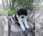 Puppy Flash Aussiedoodle Miniature 