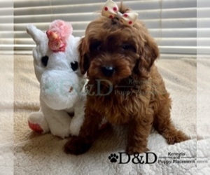 Cavapoo Puppy for sale in RIPLEY, MS, USA