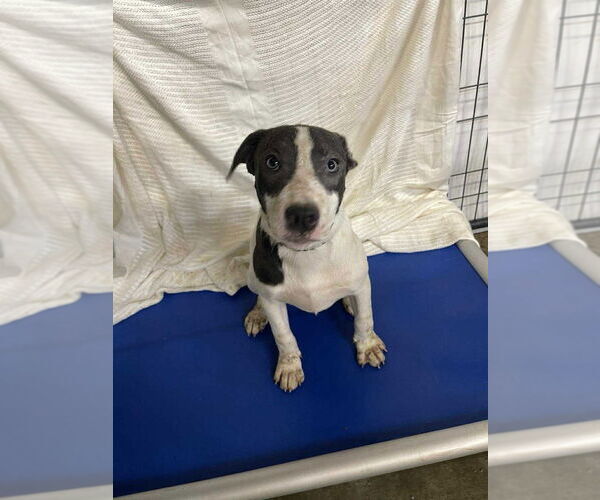Medium Photo #13 American Pit Bull Terrier-Australian Shepherd Mix Puppy For Sale in Foristell, MO, USA