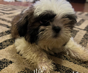 Shih Tzu Puppy for sale in MYRTLE BEACH, SC, USA