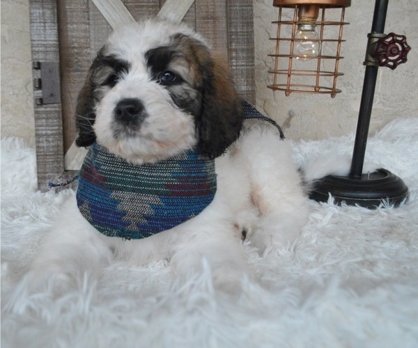 Medium Photo #5 Saint Berdoodle Puppy For Sale in HONEY BROOK, PA, USA