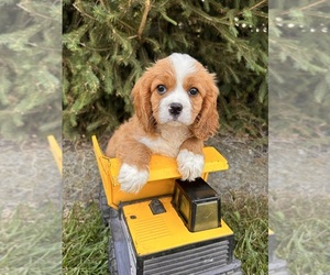 Cavalier King Charles Spaniel-Miniature Bernedoodle Mix Puppy for sale in MIDDLEBURY, IN, USA