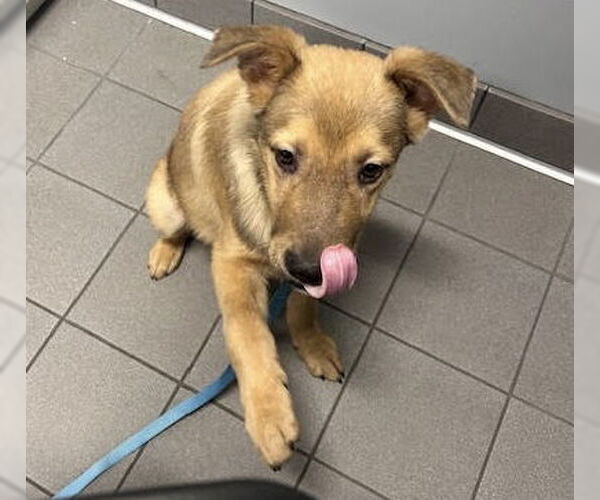 Medium Photo #7 Shepradors Puppy For Sale in Princeton, MN, USA