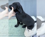 Small #5 Labrador Retriever