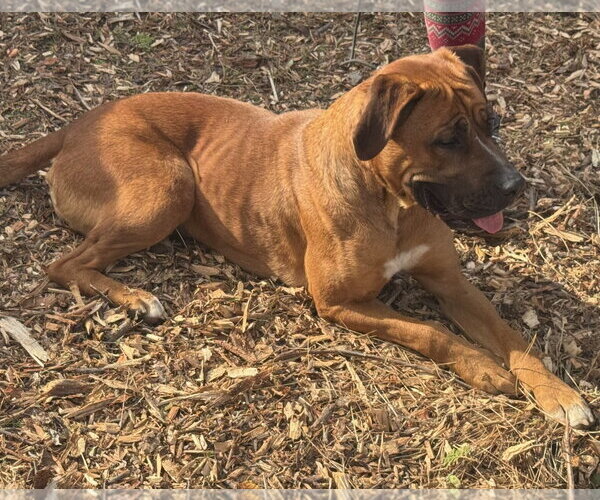 Medium Photo #2 Rhodesian Ridgeback-Unknown Mix Puppy For Sale in Woodland Hills, CA, USA
