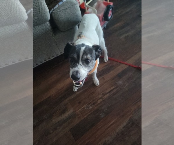 Medium Photo #3 Jack Russell Terrier Puppy For Sale in McKinney, TX, USA