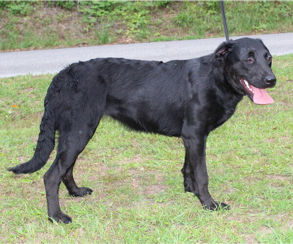 Medium Photo #4 Labrador Retriever-Unknown Mix Puppy For Sale in Prattville, AL, USA