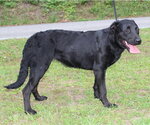 Small #3 Labrador Retriever Mix