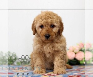 Goldendoodle (Miniature) Puppy for sale in EAST EARL, PA, USA