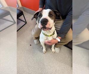 American Bulldog-Unknown Mix Dogs for adoption in Louisville, KY, USA
