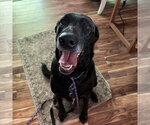 Small #1 Labrador Retriever Mix