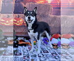 Small #11 Huskies  Mix