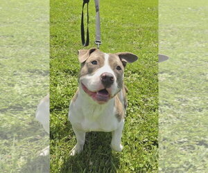 American Pit Bull Terrier-Unknown Mix Dogs for adoption in Germantown, OH, USA