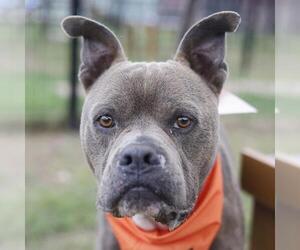 American Staffordshire Terrier-Unknown Mix Dogs for adoption in San Antonio, TX, USA