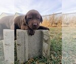 Small Photo #5 Labrador Retriever Puppy For Sale in MORRILL, KS, USA