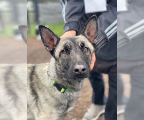 Medium Photo #1 Mutt Puppy For Sale in Santa Cruz, CA, USA