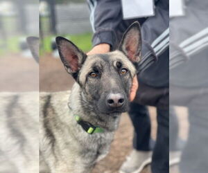 Mutt Dogs for adoption in Santa Cruz, CA, USA