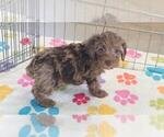 Small #2 Cockapoo (Toy)-Poodle (Toy) Mix