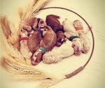 Small Goldendoodle (Miniature)