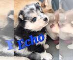 Small Photo #4 Pomsky Puppy For Sale in PEKIN, IL, USA