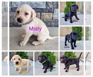 Labrador Retriever Litter for sale in CATO, NY, USA
