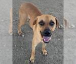Small #1 Rhodesian Ridgeback