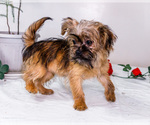 Small Photo #27 Shorkie Tzu Puppy For Sale in WAKARUSA, IN, USA